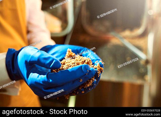 Close up of male hands in blue rubber gloves holding milled malt grains. Brewery specialist monitoring brewery process with fragmentation of malt