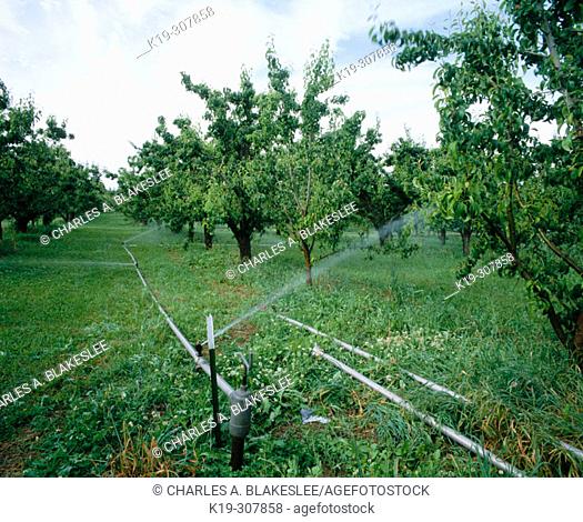 Sprinkler irrigation in pear orchard. Parkdale. Upper Hood River Valley. Hood River county. Oregon. USA