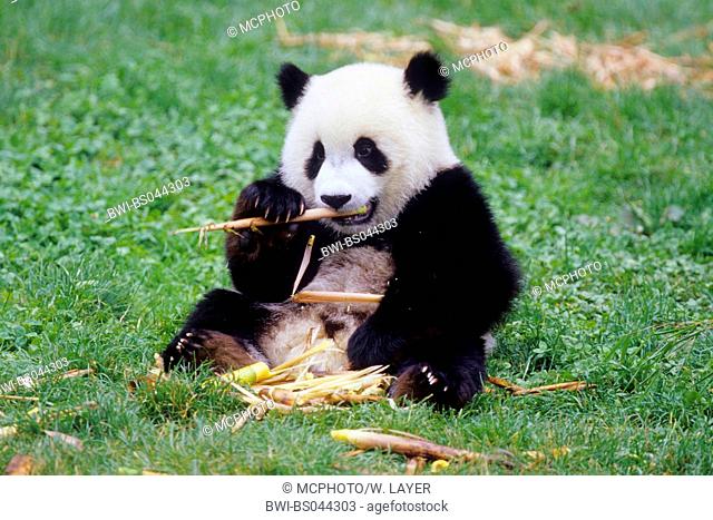 giant panda (Ailuropoda melanoleuca), eight months old panda feeding bamboo in the research station of Wolong, national animal of China, China, Sichuan, Wolong