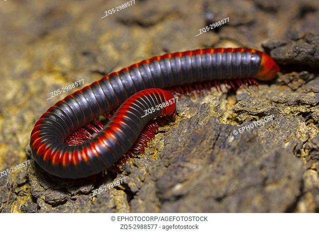 Red millipede, Diplopoda. Location:- Pondicherry, Tamilnadu, India