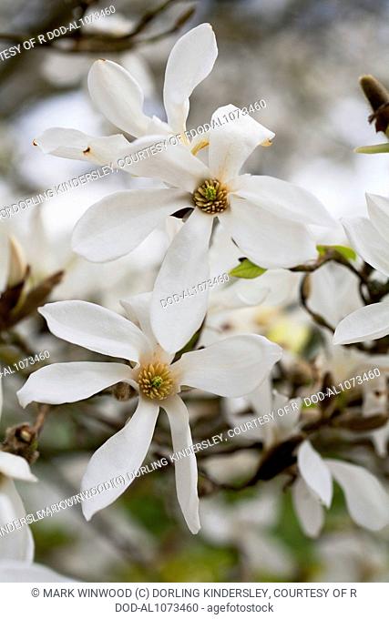 Magnolia salicifolia 'Wada's Memory' (Willow-leaved Magnolia)