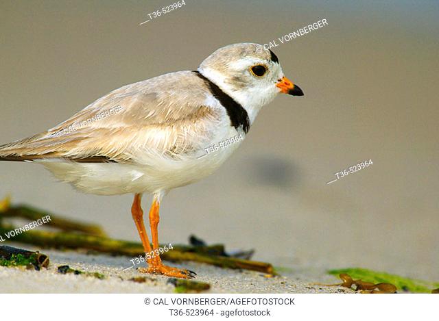 A Piping Plover (Charadrius melodus) looks out over Jones Beach Inlet at Jones Beach State Park on New York's Long Island