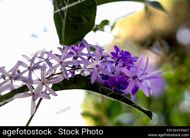 Closeup Of the Petrea Volubilis Flowers Commonly Known As The Purple Wreath. Purple Flower