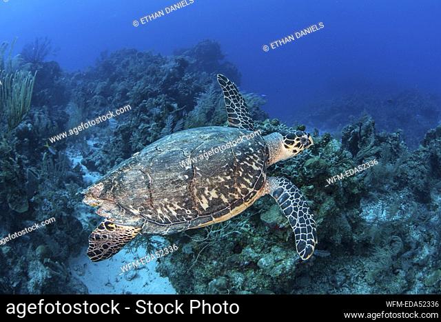 Hawksbill Sea Turle, Eretmochelys imbricata, Turneffe Atoll, Caribbean, Belize
