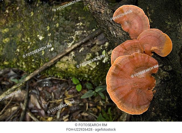 horticulture, growing, flowers, environment, forrest, fungus