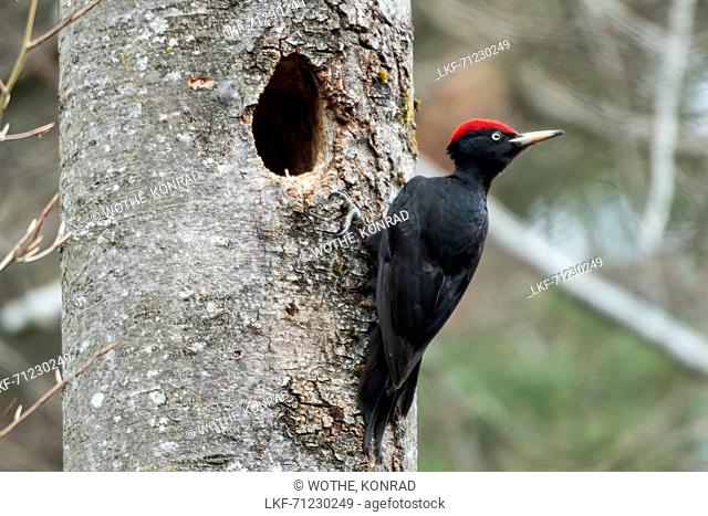 Black Woodpecker, Dryocopus martius, male at nesthole, Bavaria, Germany; Europe