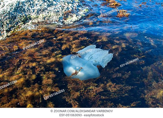 Blue blubber jellyfish among algae in the shallows of rocky sea bay waters closeup from above view