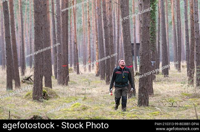 11 March 2021, Lower Saxony, Meinersen: Florian Roffka, forester and head of the Ringelah district forester's office, marks diseased pines in a pine forest...