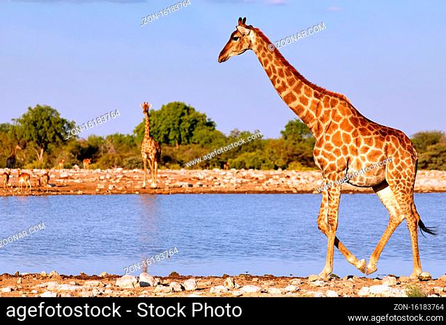 Giraffe, Etosha-Nationalpark, Namibia, (Giraffa camelopardalis) | giraffe, Etosha National Park, Namibia, (Giraffa camelopardalis)