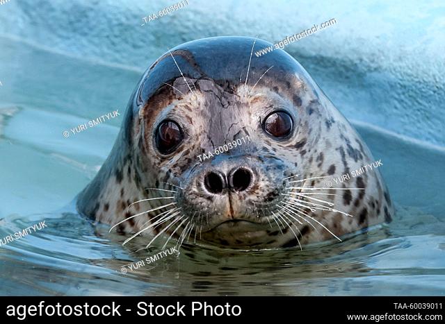 RUSSIA, PRIMORYE REGION - JUNE 23, 2023: A spotted seal (Phoca largha) is seen in a pool in an enclosure at the Tyulen rehabilitation centre for marine mammals...