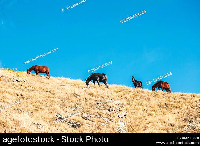 Horse reserve in the mountains of the Western Caucasus. Horses and foals graze on a sunlit mountain. Autumn pasture of horses in the mountains