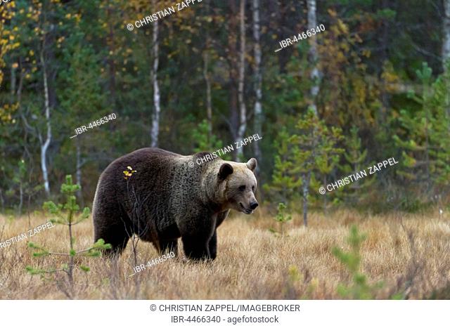 Brown bear (Ursus arctos), male, in forest, Kuhmo, Kainuu, North Karelia, Finland