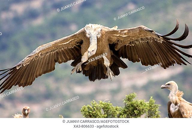 Griffon vulture (Gyps fulvus), landing