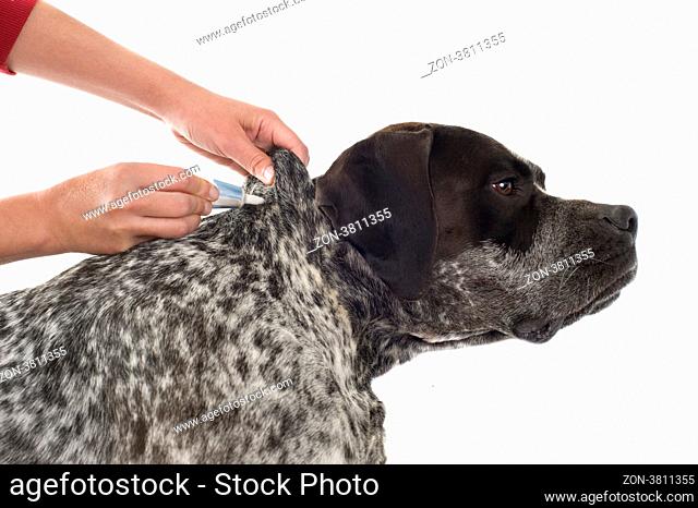 tick and flea prevention for a purebred german pointer dog
