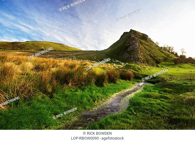 England, Derbyshire, Parkhouse Hil, Sheep at the foot of Parkhouse Hill in the Peak District National Park