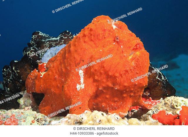 Red Giant Frogfish, Antennarius commersonii, North Male Atoll, Maldives
