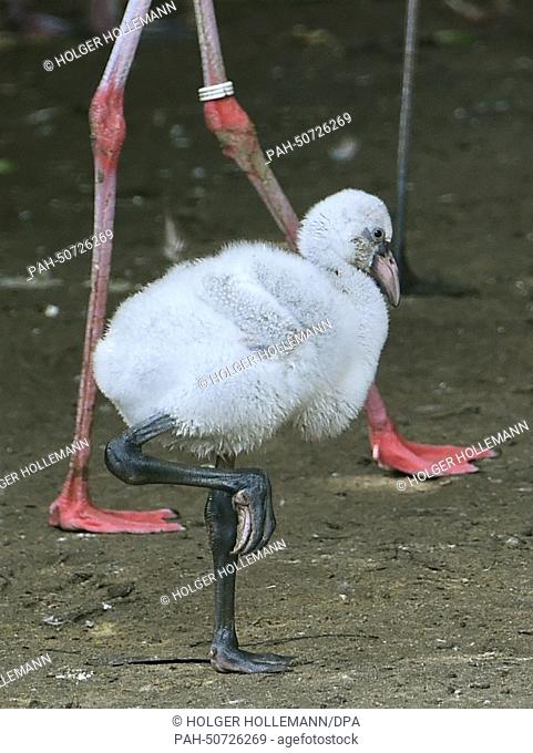 A young pink flamingo surveys its enclosure on one leg at the Adventure Zoo in Hanover, Germany, 31 July 2014. Four flamingos were born in the past days