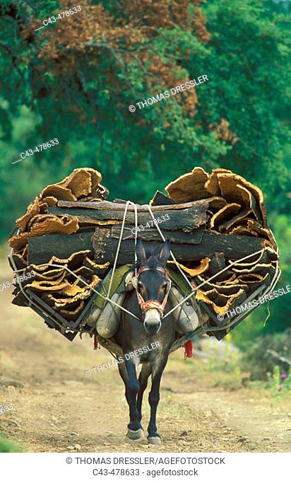 The stripped barks of the cork oaks (Quercus suber) are carried by mules (one mule can transport appr 200 kg) to an interime storage where they are unloaded