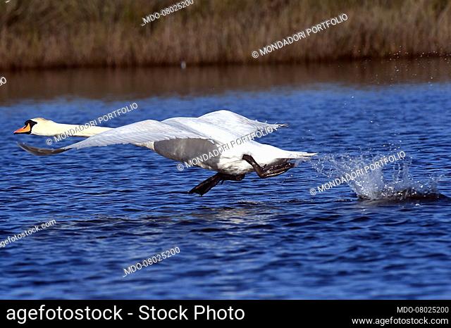 Swans in the lake of Caprolace. Latina (Italy), December 12th, 2020