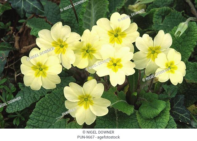 Close-up of a group of primroses Primula vulgaris, a common perennial growing in a hedge in Dorset early spring