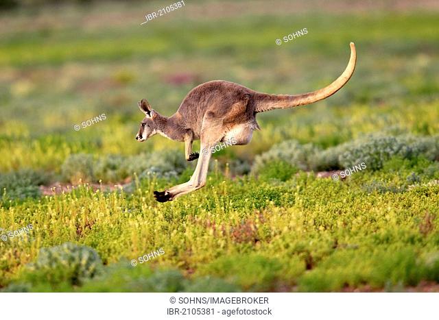 Red Kangaroo (Macropus rufus), adult, jumping, Tibooburra, Sturt National Park, New South Wales, Australia
