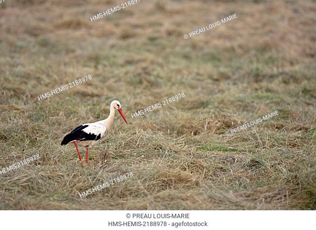 France, Vendee, Barre de Monts, White Stork (Ciconia ciconia)