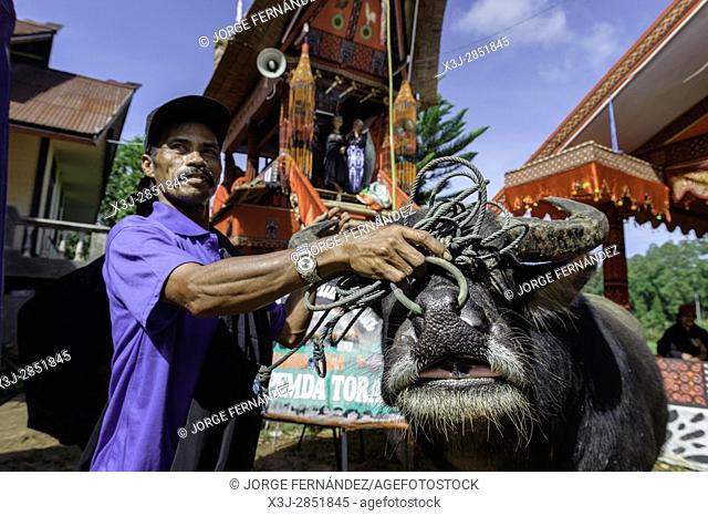 During a traditional ritual funeral of the Tana Toraja relatives, friends and neighbours bring animals for the ritual sacrifice