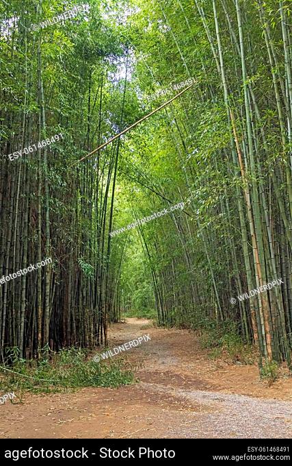Winding Trail Through a Bamboo Forest in Cherokee North Carolina