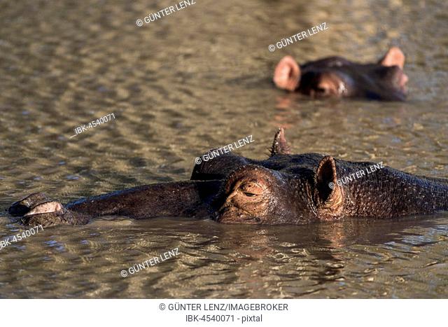 Common hippopotamus (Hippopotamuspotamus amphibius) in the water, iSimangaliso Wetland Park, KwaZulu-Natal, South Africa