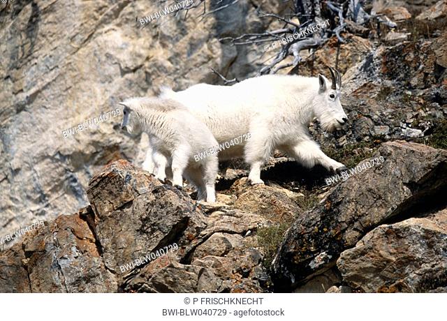 mountain goat Oreamnos americanus, she-goat with goatling, Canada, Alberta, Jasper NP, Sep 02