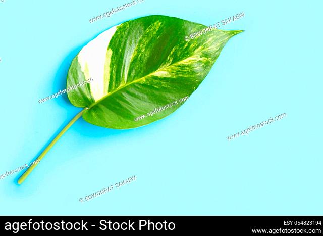 Golden pothos or devil's ivy leaf on blue background. Copy space