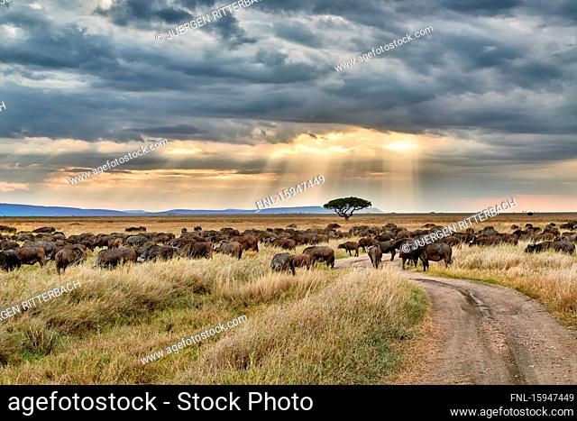 Cape buffalo, Syncerus caffer, Serengeti National Park, Tanzania, East Africa, Africa