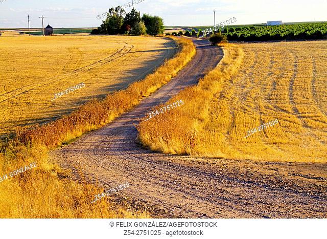 Path at La Seca, Valladolid, Castile and Leon, Spain