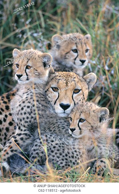 Cheetahs (Acinonyx jubatus). Masai Mara. Kenya