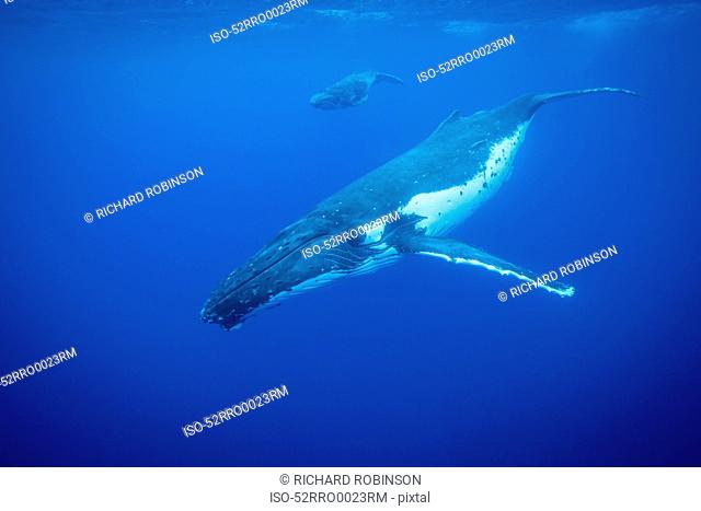 Humpback whales swimming underwater