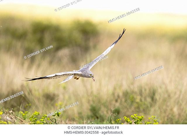 Spain, Catalonia, Pre-Pyrenees, Lerida province, Balaguer, Montagu's Harrier (Circus pygargus), Adult male in flight with a baby rodent in the beak to offer it...