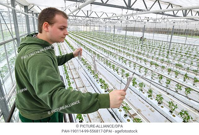 14 January 2019, Brandenburg, Manschnow: Brian Giersch, gardener at Fontana Gartenbau GmbH, attaches a biodegradable cord at a height of around three metres to...