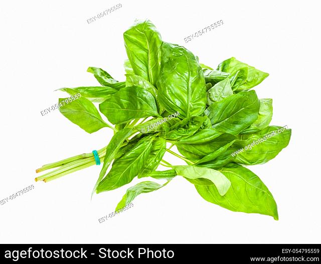 wet bunch of fresh green basil herb isolated on white background