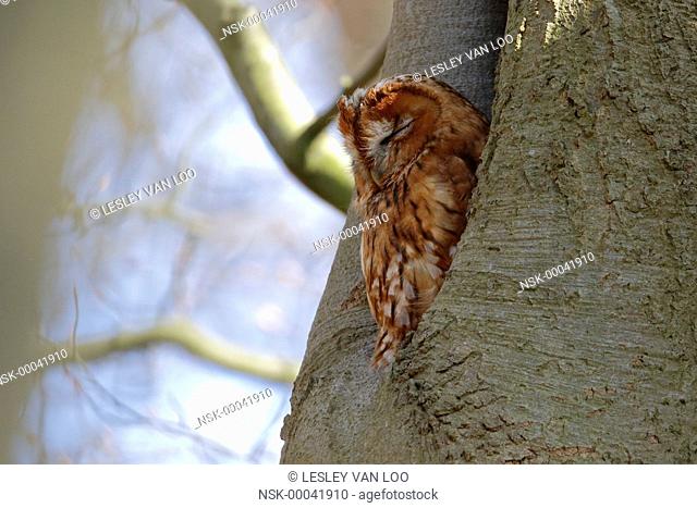 Tawny Owl (Strix aluco) resting in tree cavity, The Netherlands, Utrecht