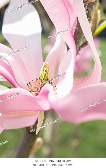 Pink magnolia flower, close-up