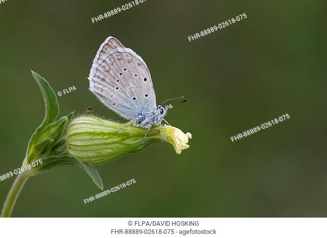 Meleager's Blue butterfly