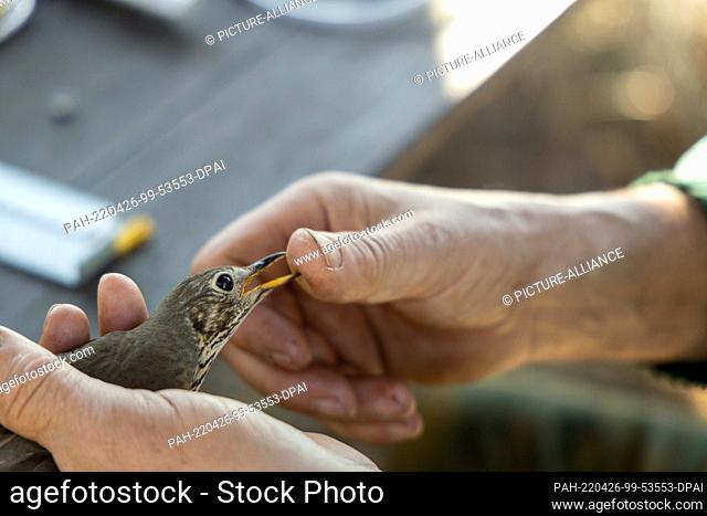 17 April 2022, Brandenburg, Schenkenberg: A Song Thrush (Turdus philomelos) is examined. A ringing campaign took place in the Rietzer See nature reserve over...