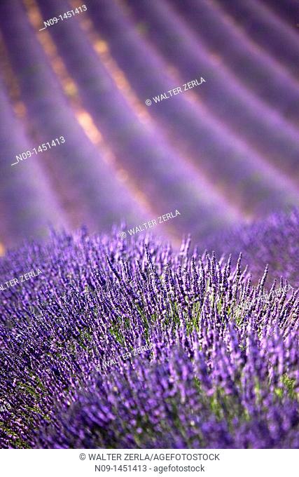 Provence, Lavender
