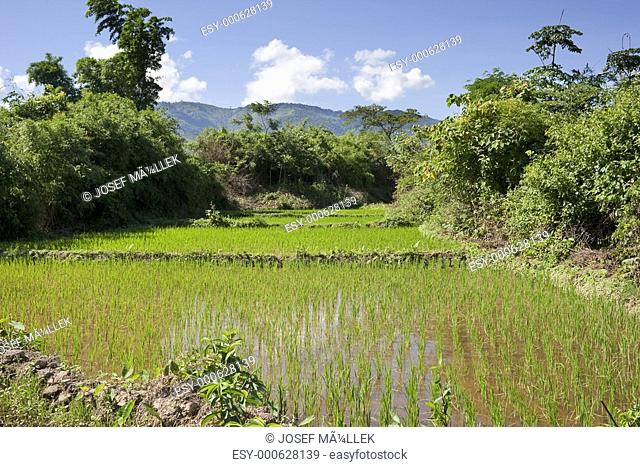 Reisfeld in Laos, Asien