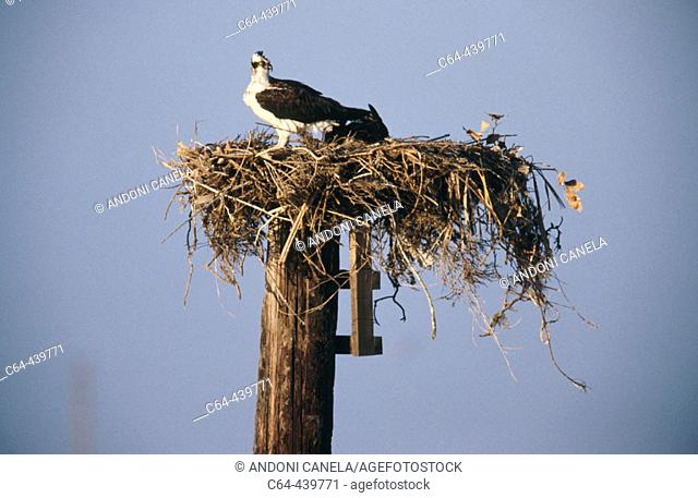 Osprey nest (Pandion haliaetus). Vizcaino Peninsula. Baja California. Mexico