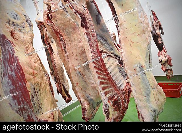 Ox halves hang after the slaughtering in the cold store, beef, meat. - Pfaffenhofen an der Glonn/Bayern/Deutschland