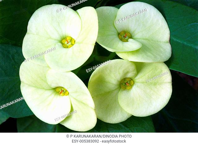 Flower euphorbia yellow euphorbia milii euphorbiaceae (F) ; Trivandrum ; Kerala ; India