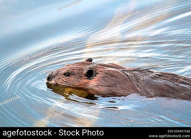 A beaver resting its head on a log in water