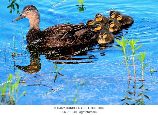 a mother black duck with a brood of ducklings behind