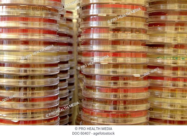 Stacks of culture media fŸr bacterial breeding